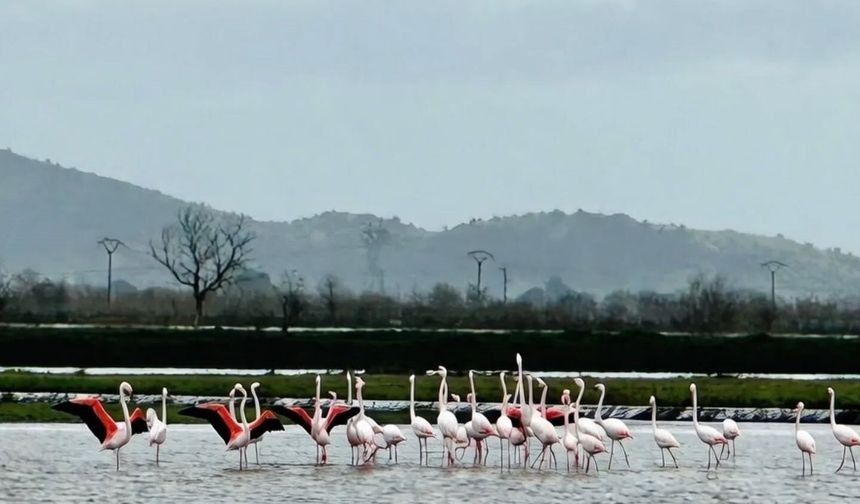 Tarlaları su bastı, flamingolar keyfini sürdü