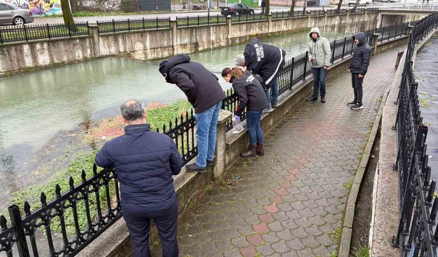 Uludere Çayı'nda binlerce ölü balık bulundu: Ekipler seferber oldu