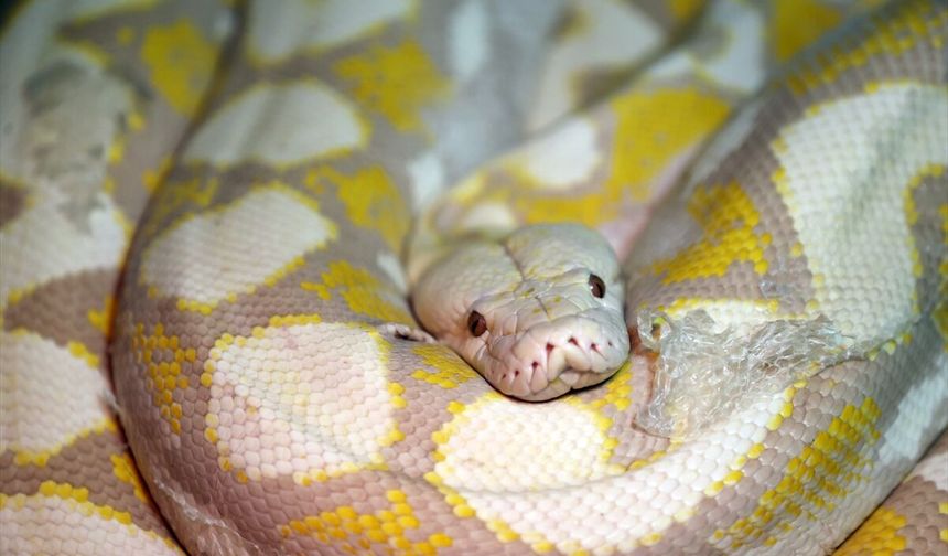 Konya'daki merkezde albino pitonlara özel şartlarda bakılıyor