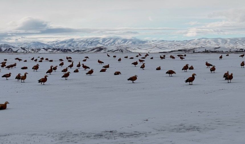 Angut kuşlarının belgesel tadında göçü