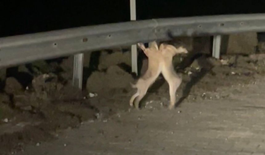 Anlaşamayan tavşanlar birbirine girdi