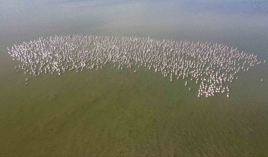 Baharın habercisi allı turnalar Yozgat'ta görüntülendi