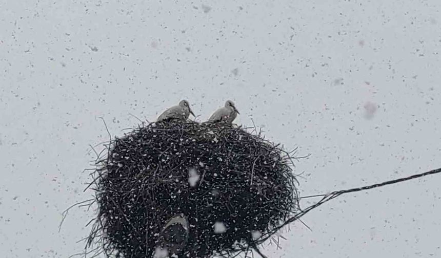 Bingöl'e erken gelen leylekler kara yakalandı