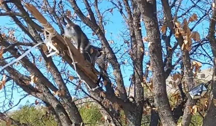 Çivril'de görülen maymun koruma altına alındı
