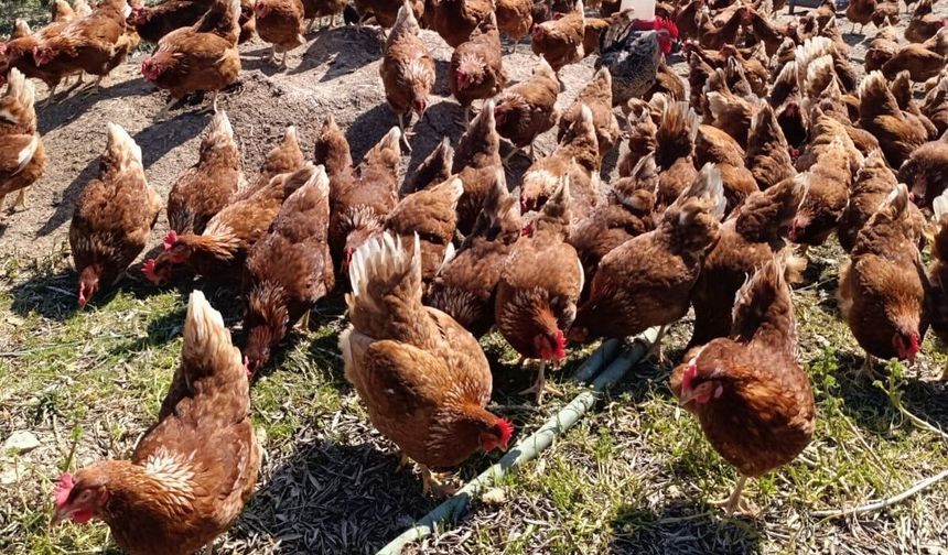 Ev kiraları şehirden kaçırdı, köyde 'gezen tavuk' çiftliği kurdu