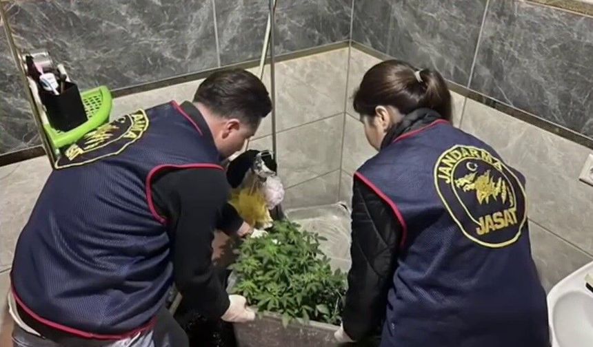 Evlerinde saksı içerisinde kenevir yetiştiren tacirlere operasyon
