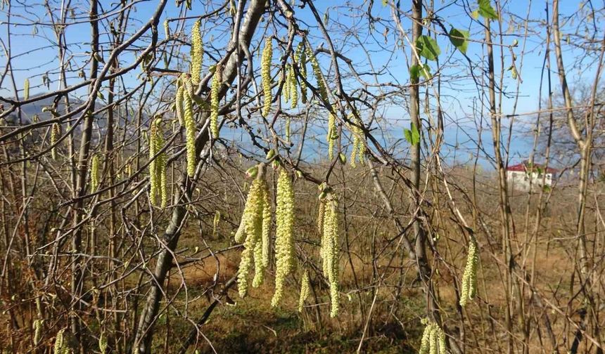 Fındıkta doğru bilinen yanlışlara karşı uyardı