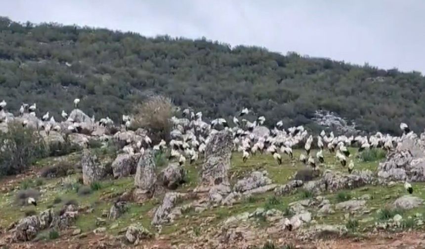 İslahiye'de leylek akını