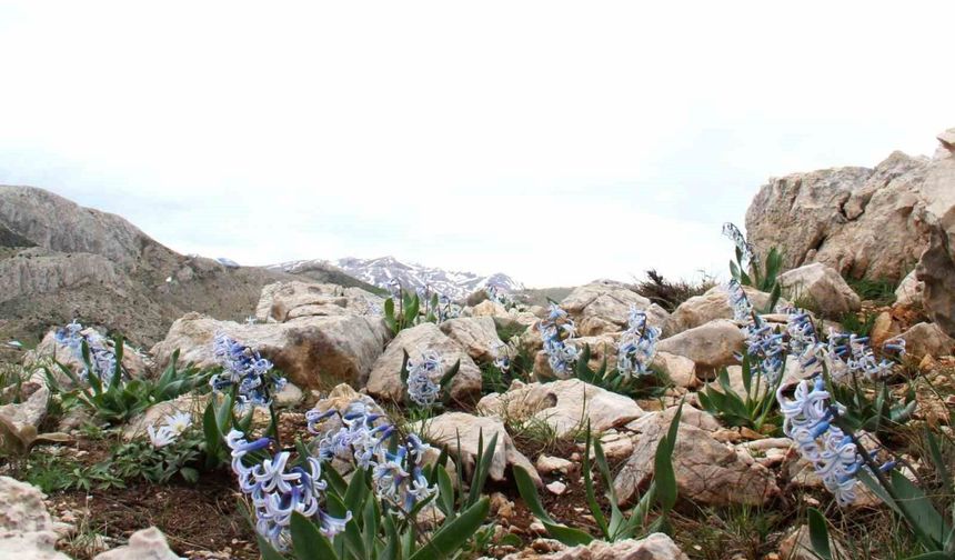 Kar altından çıkan kaya sümbülü görsel şölen sunuyor