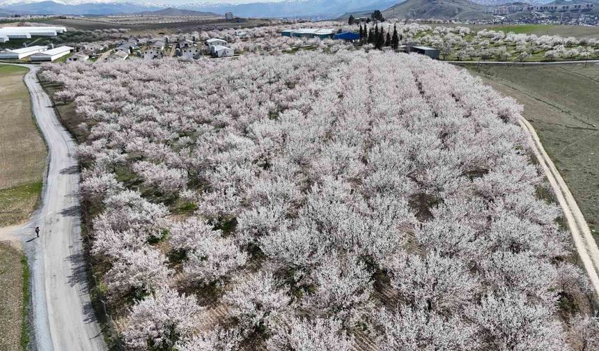Malatya'da çiçek açan kayısı bahçeleri havadan görüntülendi