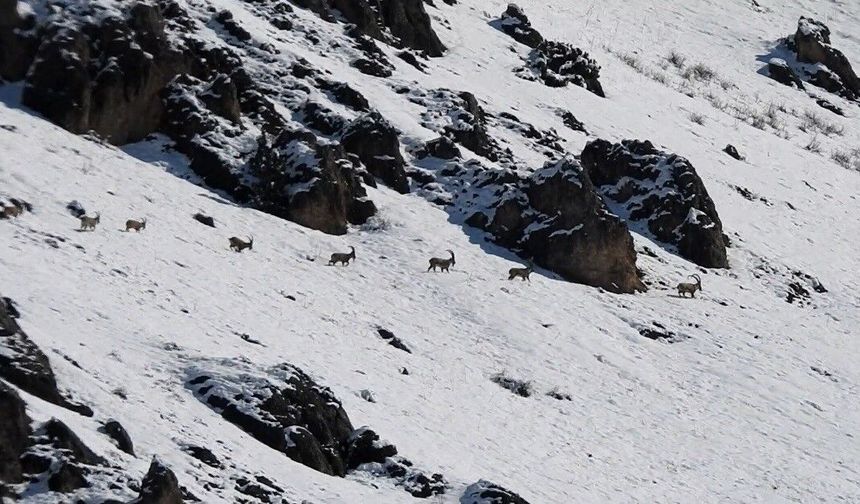Munzur Dağları'nda yaban keçileri karlı zirvelerde görüntülendi