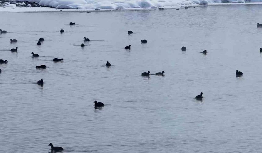 Van'da Kaz Gölü kuşların mekanı oldu