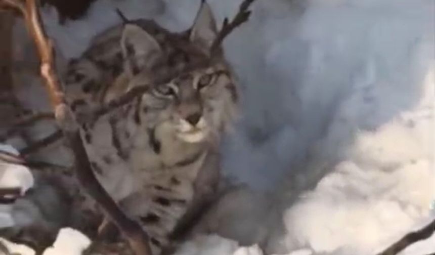 Yüksekova'da yerleşim alanına inen vaşak görüntülendi