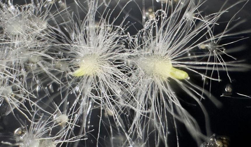 Nesli tehlike altındaki Likya orkidesi ilk kez tohumdan üretildi