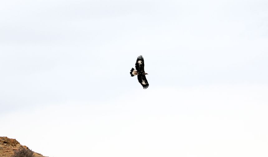 Saatte 320 kilometre hızla uçabilen kaya kartalı Iğdır'da görüntülendi