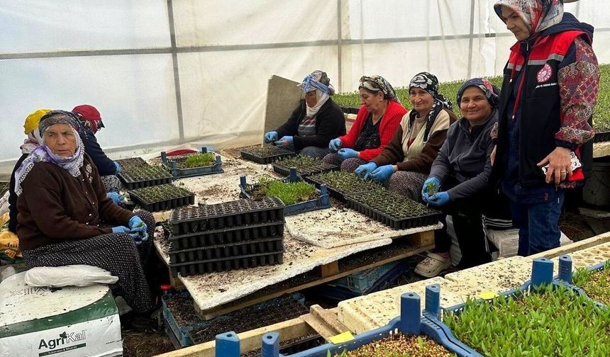 Erzincan'da seralarda fide denetimi sürüyor