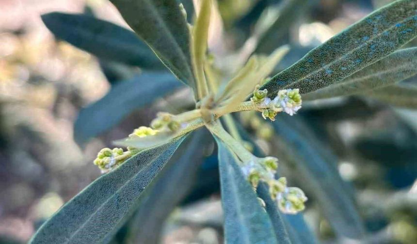 Salihli'de zeytin üreticilerine 'Zeytin Pamuklu Biti' uyarısı