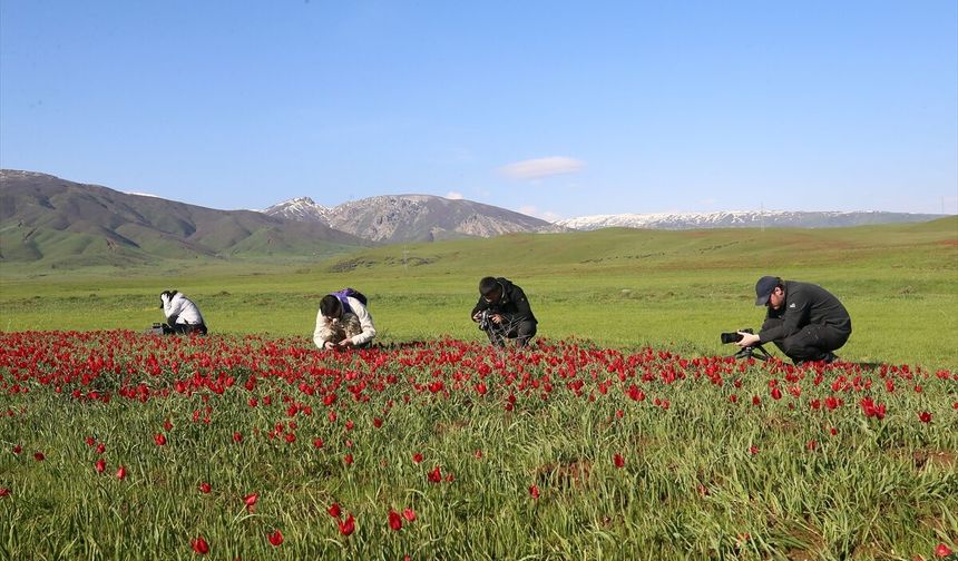 Muş lalesi, yabancı fotoğrafçıların ve belgeselcilerin kadrajında