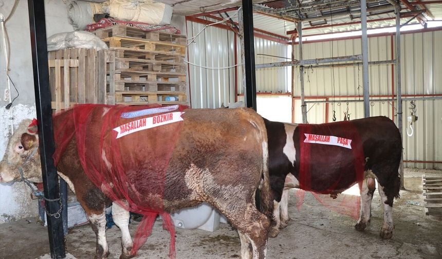 Yozgat'ta 1 tonluk kurbanlık boğalar 'Bozkır' ve 'Paşa' alıcısını bekliyor