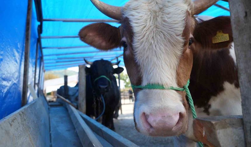 Kurban etindeki 'koyu kan' ve 'kötü koku' hastalık habercisi olabilir