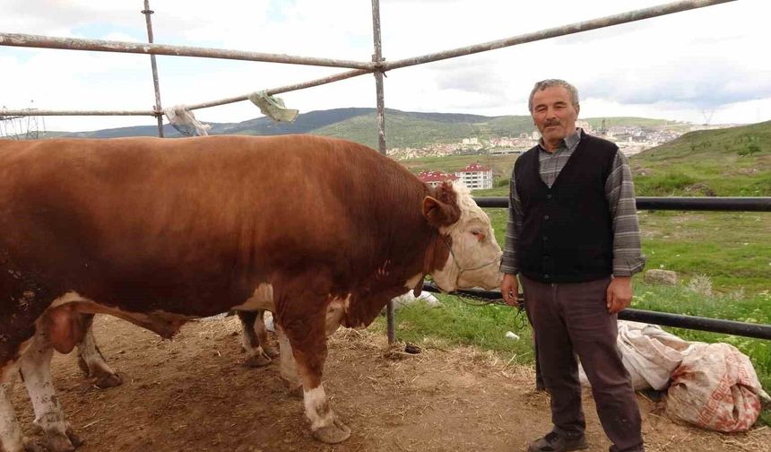 Yozgat hayvan pazarında kurbanlıklar alıcısını bekliyor