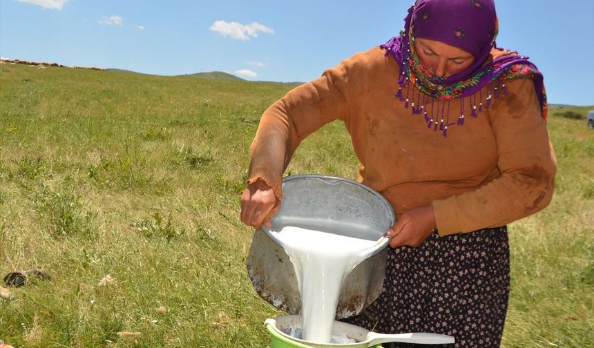 Yaylalarda konaklamaya başlayan göçerlerin süt sağım mesaisi başladı