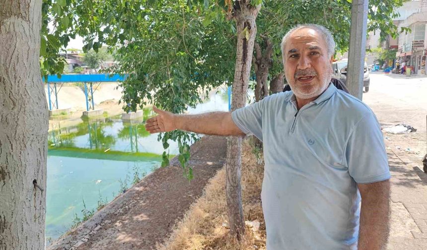 Adana'da sivrisinek istilasına vatandaş tepkisi: 'Çocuklarımız yara içinde kaldı'