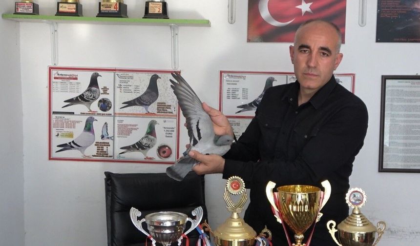 Ermenistan sınırından bırakılan güvercin bin kilometre yolu bir günde katederek evine döndü
