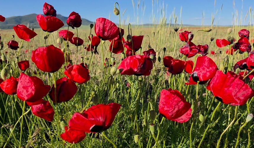 Gelincikler tarlaları kırmızıya boyadı