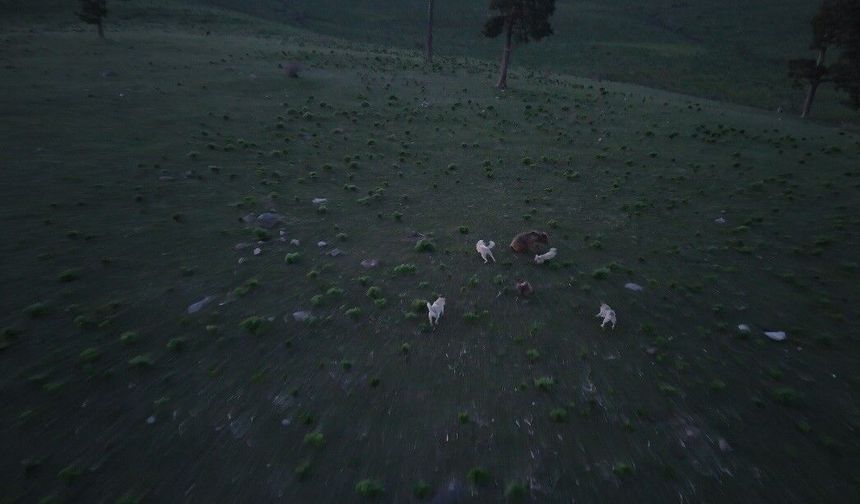 Kars'ta boz ayı ile köpeklerin kovalamacası dron kamerasına yansıdı