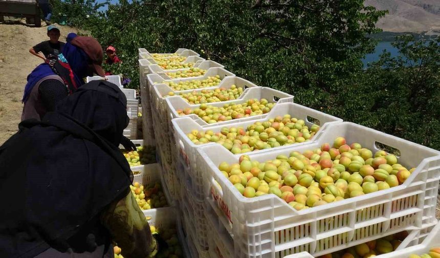 Malatya'da 'sarı altın' hasadı başladı, ilk ürünler Avrupa yolunda