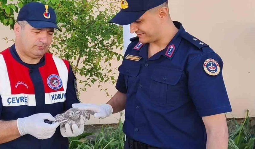 Yozgat'ta yavru baykuşa Jandarma ekipleri şefkat eli uzattı