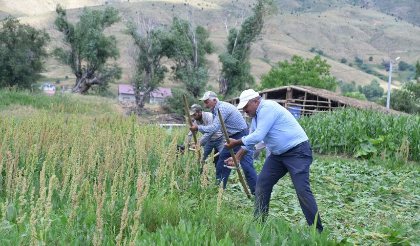Muş'ta çiftçiler, zorlu arazilerde tırpanla ot biçme geleneğini sürdürüyor
