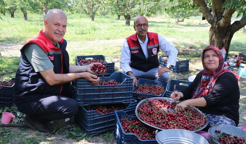 Uluborlu kirazı dalından dünyaya uzanıyor