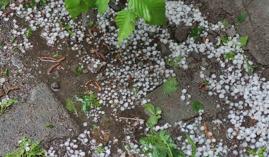 Ardahan'da sağanak ve dolu yağışı tarım arazilerine zarar verdi