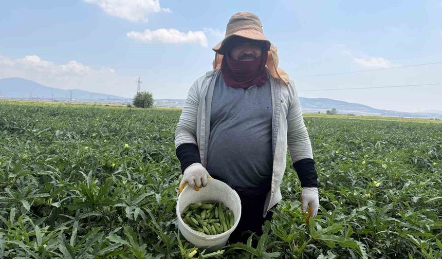 Bamyanın başkenti Osmaniye'de hasat başladı