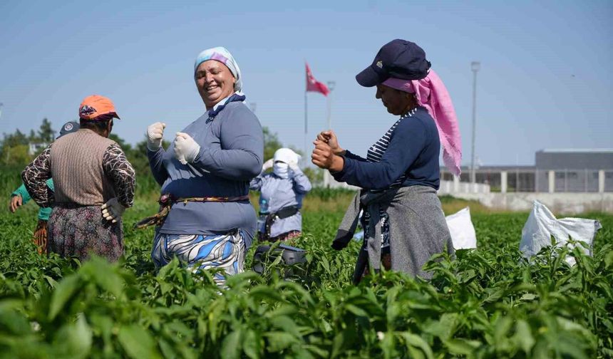 Edirne'de 35 derecede acı biber hasadı başladı