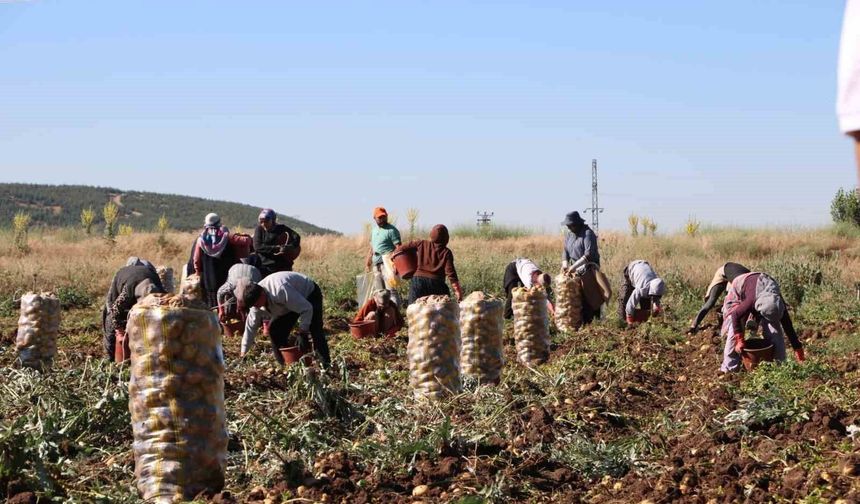 Hasadı başlayan patates fiyatıyla üreticilerin yüzünü güldürdü
