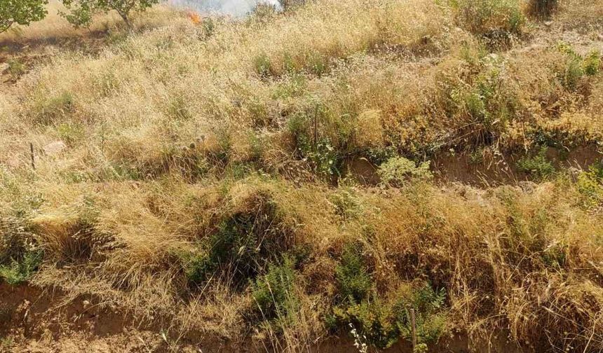 Kurtalan'da fıstık bahçesinde çıkan yangında 95 ağaç kül oldu
