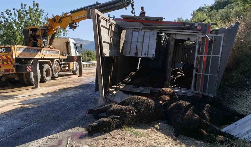 Mersin'de büyükbaş hayvan yüklü tır devrildi: Çok sayıda hayvan telef oldu