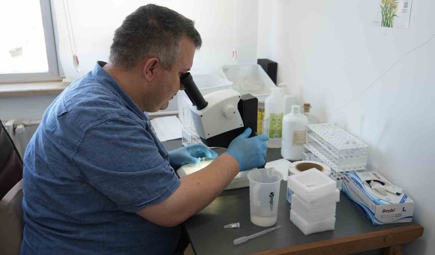 Uzmanından çekirge açıklaması: '1 ay içerisinde kaybolacaklardır'