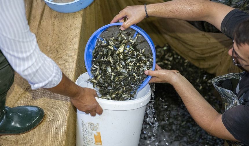 Bolu'da üretilen 1 milyondan fazla balık yavrusu Ankara'daki baraj ve göletlere bırakılacak