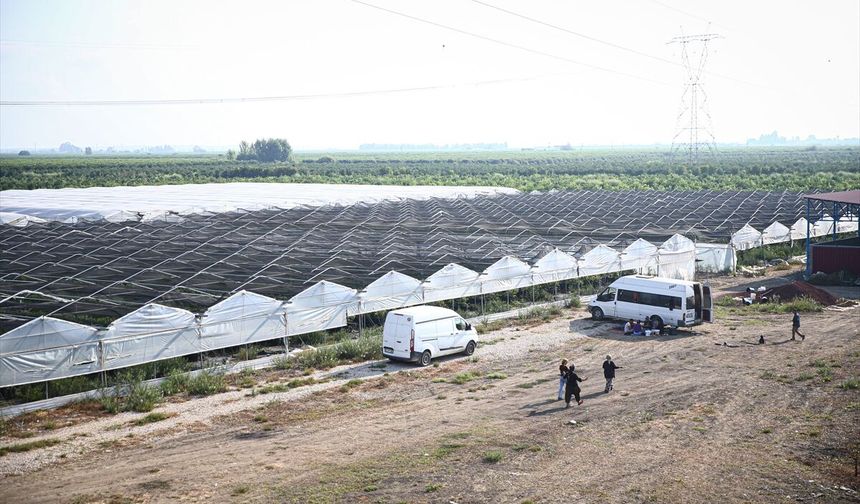 Mühendis kardeşlerin serasında üretilen ahududular Uzak Doğu pazarına ihraç ediliyor