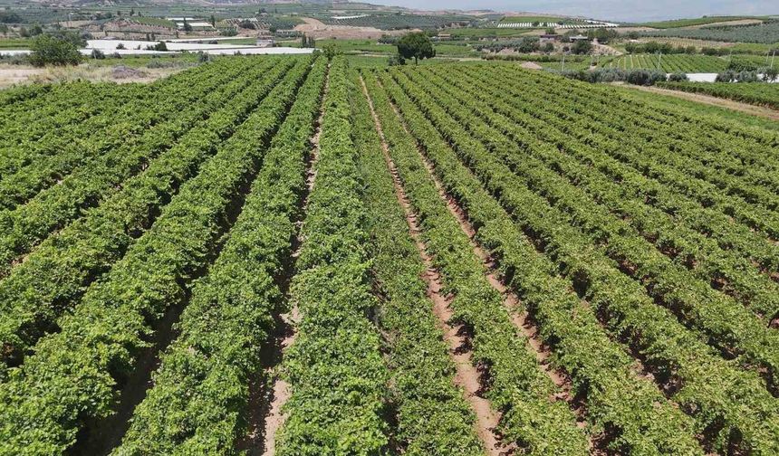Alaşehir Ovası'nda 28 bin 780 dekar arazi modern sulama sistemiyle buluştu