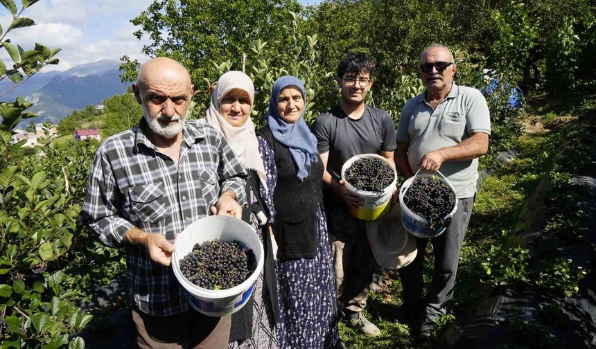 Gümüşhane'de aronya bereketi: 75 ton rekolte bekleniyor