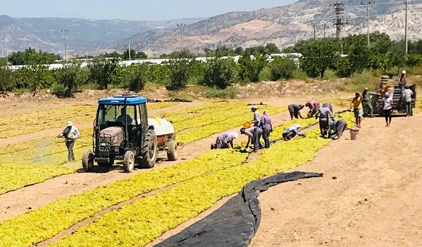 Üzüm üreticisi sezona dertli girdi