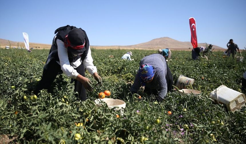 Bitlis'te Nemrut Dağı eteklerinde domates hasadı sürüyor