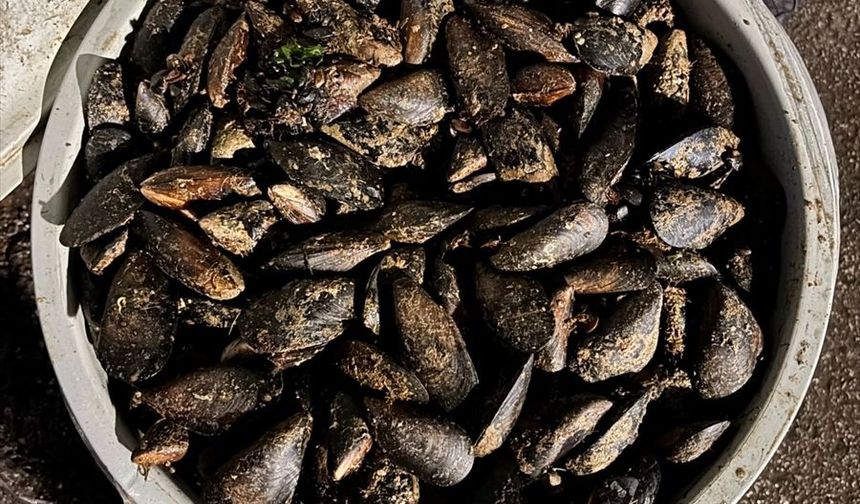 Bolu'da ele geçirilen 650 kilogram bozuk midye imha edildi