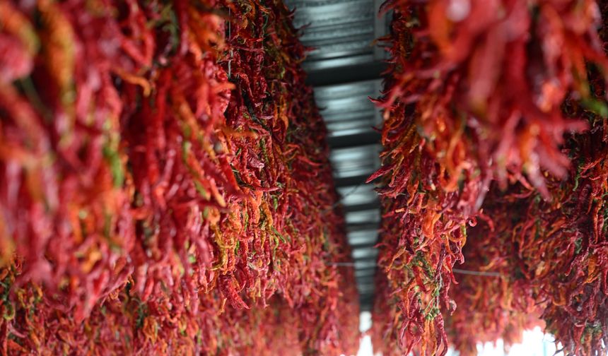 Edirne tava ciğerinin garnitürü Karaağaç acı biberinin kurutma mesaisi tamamlandı