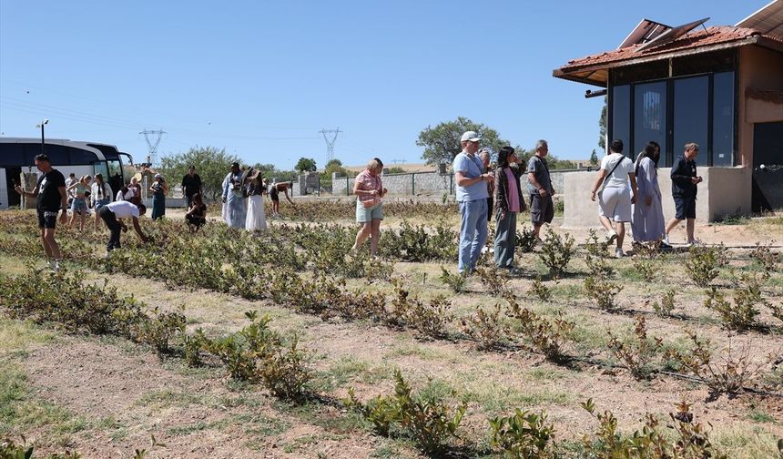 Kapadokya'yı gezen turistler Avanos'ta aronya hasadına katıldı